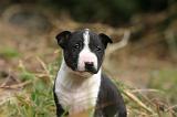 BULL TERRIER MINIATURE 280